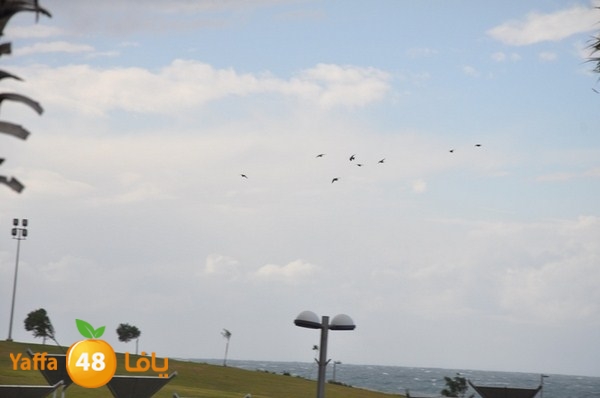 yaffa rain 1211 (40).JPG